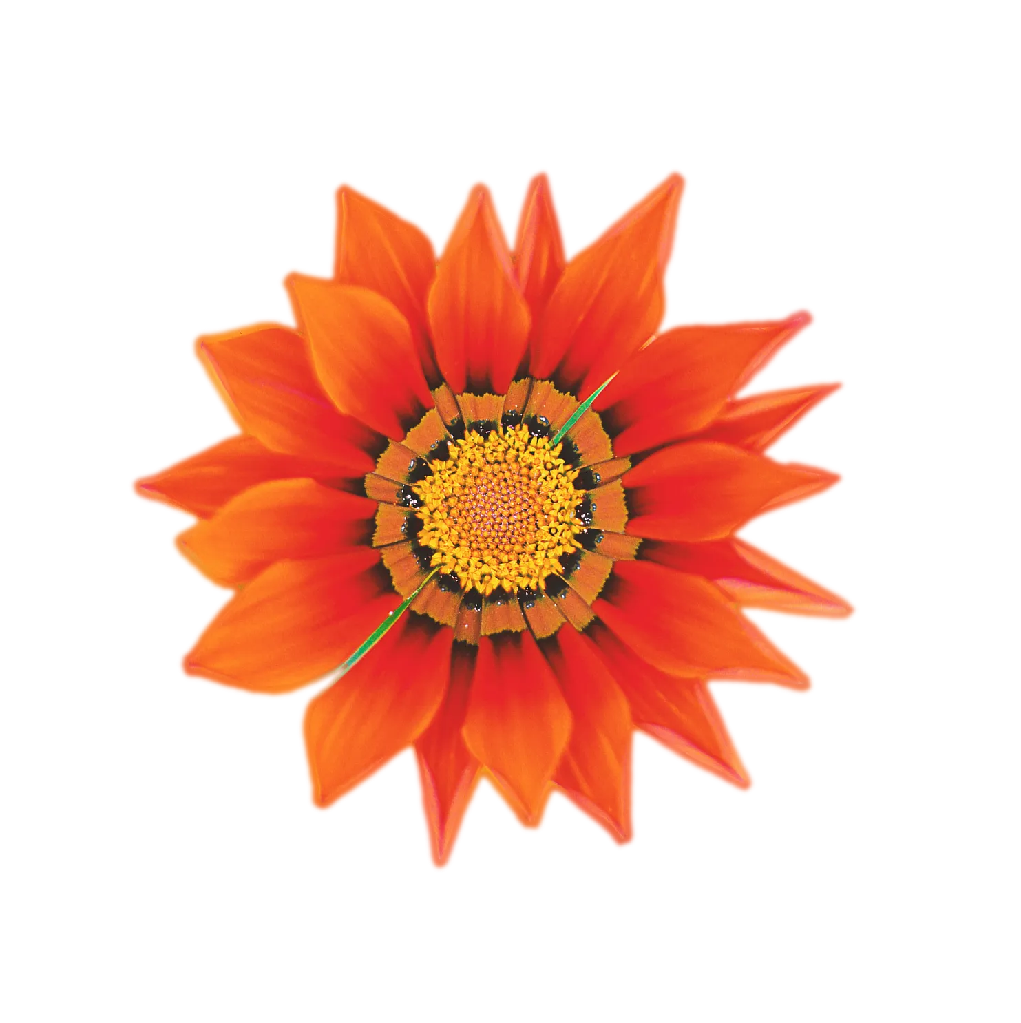 オレンジの花