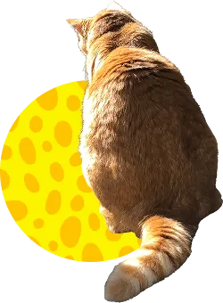 後ろを向いた猫